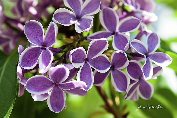 Summer Wall Art featuring the photograph Lovely Lilacs by Joann Copeland-Paul