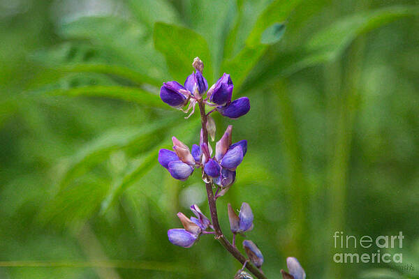 Wall Art featuring the photograph Loving Lupine Methow Valley Flowers By Omashte by Omaste Witkowski