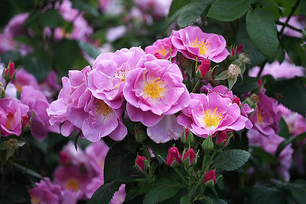 Wall Art featuring the photograph Lucky Floribunda Roses by Rona Black