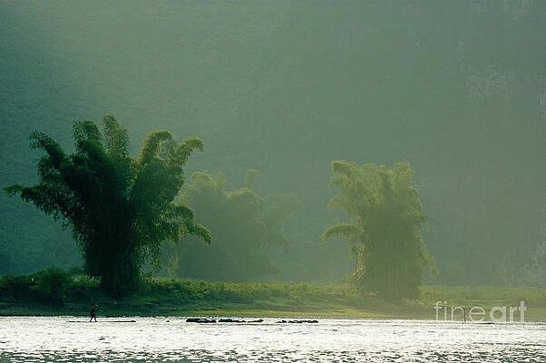 Tree Wall Art featuring the photograph Lush Bamboo Trees On The Banks Of The Li Jiang River In Yangshuo by Sami Sarkis Photography
