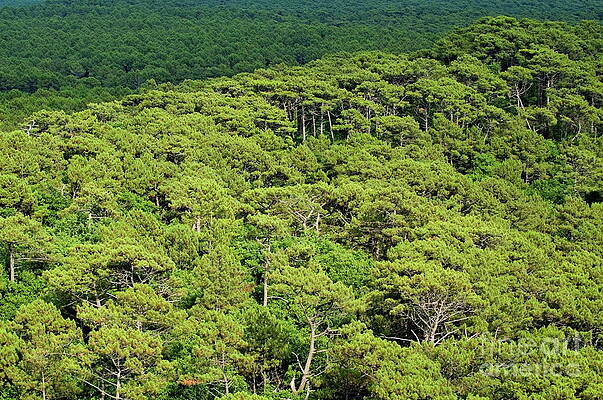Europe Photograph - Lush Treetops Of Landes Forest by Sami Sarkis Photography