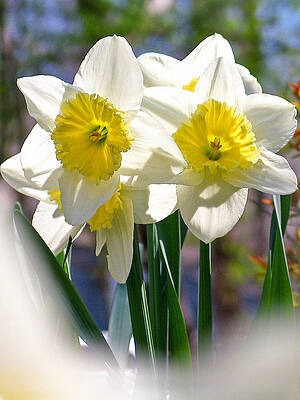 Wall Art featuring the photograph Magic Daffodils by Rick Locke - Out of the Corner of My Eye