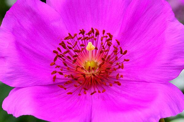 Wall Art featuring the photograph Magic Magenta - Calandrinia by KJ Swan