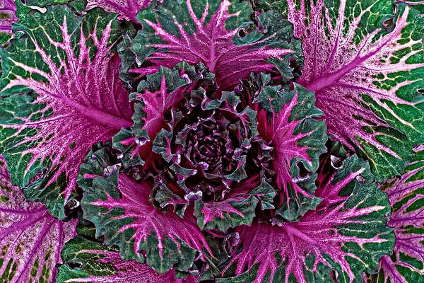 Wall Art featuring the photograph Magenta Kale by KJ Swan
