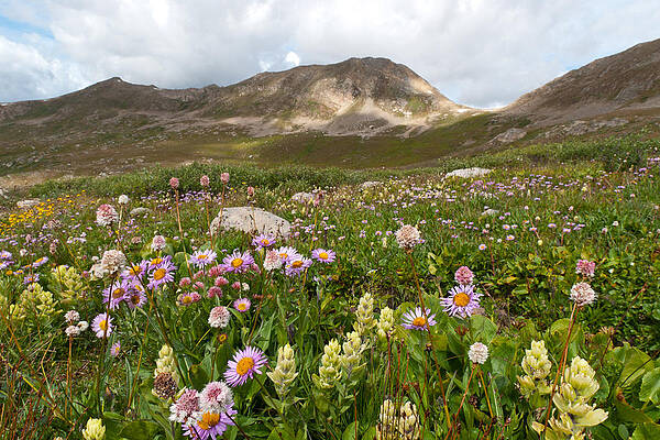 Colorado Photograph - Majestic Colorado Alpine Meadow by Cascade Colors