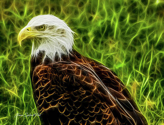 Wall Art featuring the photograph Majestic Eagle by Joann Copeland-Paul