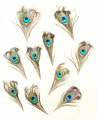 Colorful Peacock Feathers Wall Art