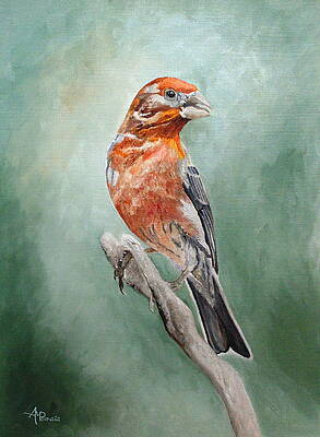Wildlife Painting - Male House Finch by Angeles M Pomata