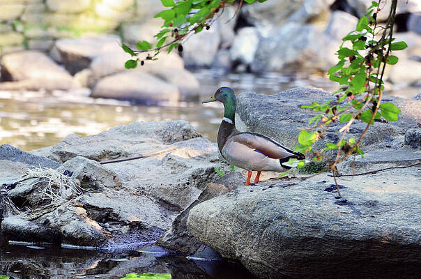 Nature Wall Art featuring the photograph Mallard Afternoon by La Dolce Vita