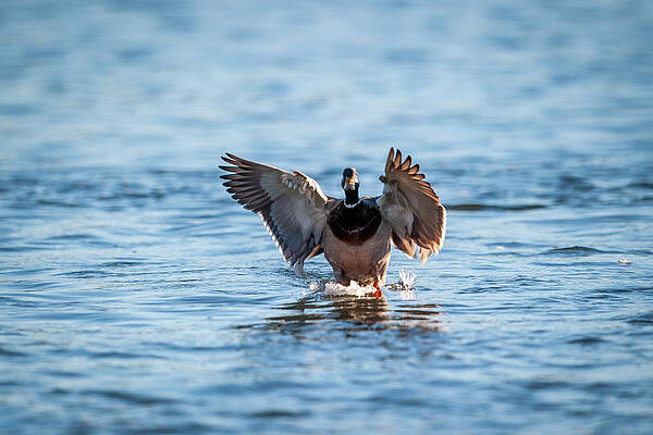 Wall Art featuring the photograph Mallard Drake by Jeff Phillippi