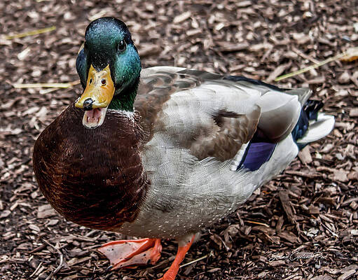 Wall Art featuring the photograph Mallard Duck by Joann Copeland-Paul