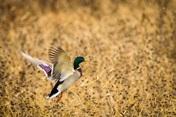 Missouri Wall Art featuring the photograph Mallard Jump by Jeff Phillippi