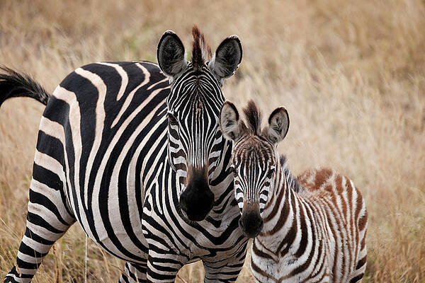 Mary Lee Photograph - Mama And Baby Zebra by Mary Lee Dereske