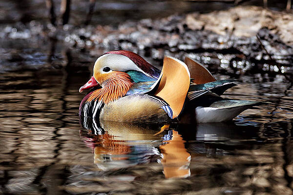 Bird Wall Art featuring the photograph Mandarin Duck 3 by Grant Glendinning