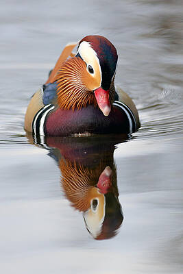 Reflection Wall Art featuring the photograph Mandarin Reflection by Grant Glendinning