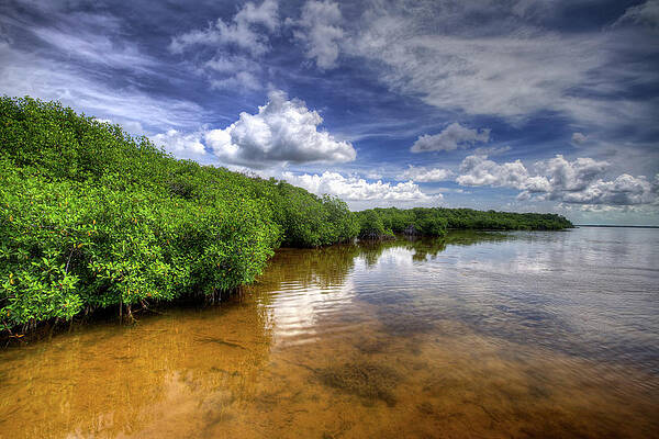 Florida Wall Art featuring the photograph Mangroves by Alberto Audisio