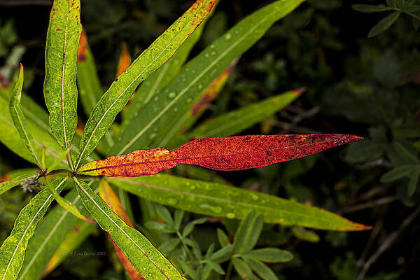 Photograph - Many Faces Of Fireweed 2 by Fred Denner