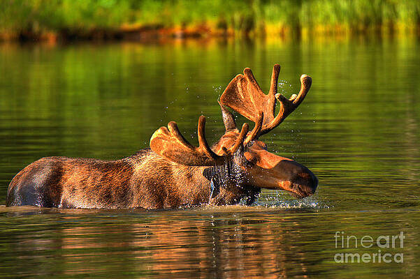 Moose Wading in Serene Lake Wall Art