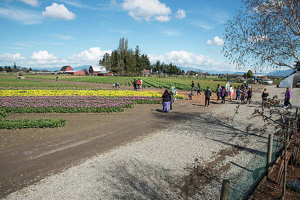 Landscape Photograph - Many Paths Among The Tulips by Tom Cochran