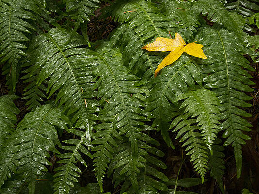 Dramatic Wall Art featuring the photograph Maple On Fern by Jean Noren