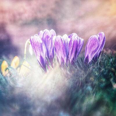 Close Up Wall Art featuring the photograph March Of The Spring Soldiers by Jaroslav Buna