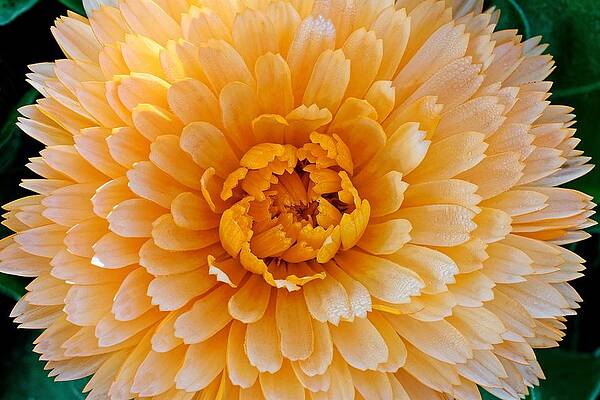 Wall Art featuring the photograph MariGold by KJ Swan