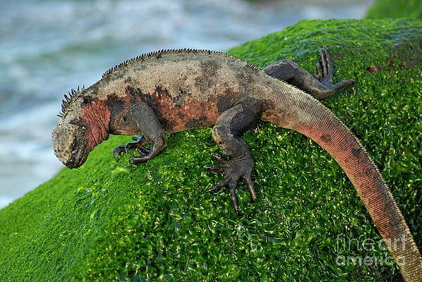 Wall Art featuring the photograph Marine Iguana On Rock by Sami Sarkis Photography