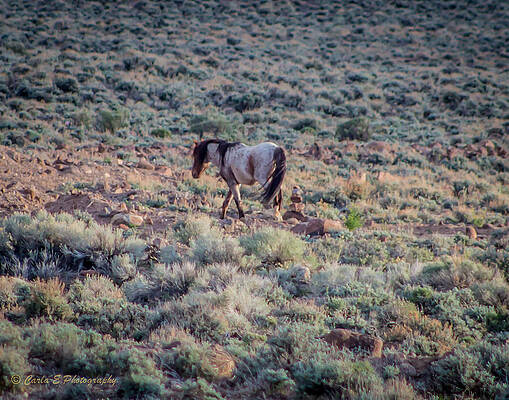 Horse Wall Art featuring the photograph Marked Path by Carla E