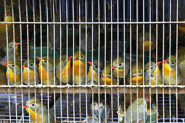 Wall Art featuring the photograph Market Finches by Marla Craven