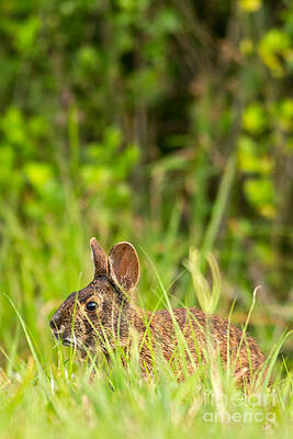 Marsh Photograph - Marsh Rabbit In Cover by Natural Focal Point Photography