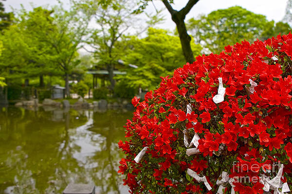 Flower Photograph - Maruyama Park Flowers Kyoto Japan by Waterdancer