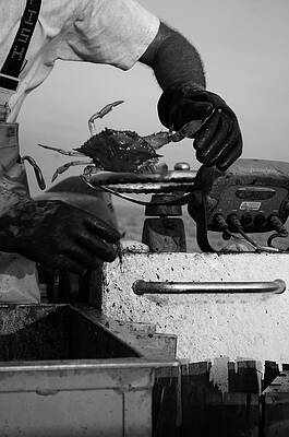 Water Wall Art featuring the photograph Maryland Crab by La Dolce Vita