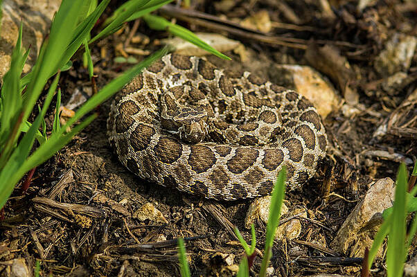 Wall Art featuring the photograph Massasauga Rattlesnake by Jeff Phillippi