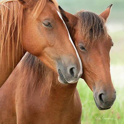 Obx Photograph - Mates 0211 by Dan Beauvais