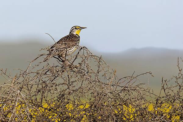 Wildlife Wall Art featuring the photograph Meadowlark - Carrizo Plain National Monument by KJ Swan