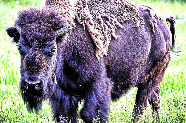 Nature Wall Art featuring the photograph Mean Buffalo Springsteen by La Dolce Vita