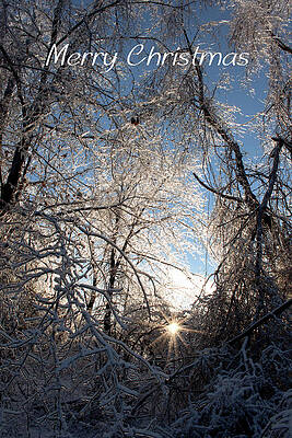 Natural Wall Art featuring the photograph Merry Christmas by Joann Copeland-Paul