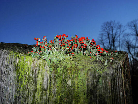Wall Art featuring the photograph Merry Christmoss by Raymond Salani III