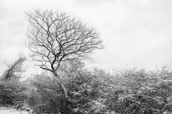 Wall Art featuring the photograph Michigan Winter by Lisa Chorny