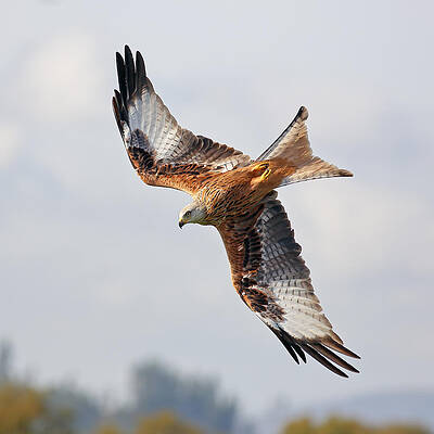 Bird Wall Art featuring the photograph Milvus Milvus Diving by Grant Glendinning