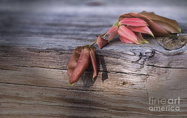 Wall Art featuring the photograph Mindfulness In Nature by Mary Lou Chmura