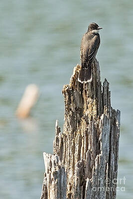 Minnesota Photograph - Minnesota King Bird by Natural Focal Point Photography