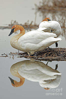 Marsh Photograph - Mirror Image Of Swan Beauties by Natural Focal Point Photography