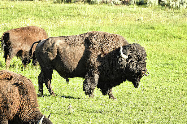 Nature Wall Art featuring the photograph Mmmm....That Was Delicious by La Dolce Vita