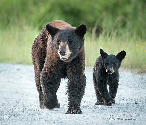 Wildlife Photograph - Mom And Me 1627 by Dan Beauvais