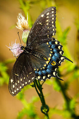 Blue Photograph - Monarch Butterfly by David Hart