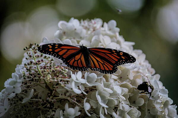 Wild Photograph - Monarch Butterfly Feeding On Hydrangea Tree by Dale Kauzlaric