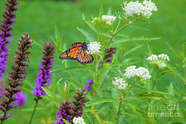 Butterfly Photograph - Monarch Butterfly In The Wildflowers by Bruce Block