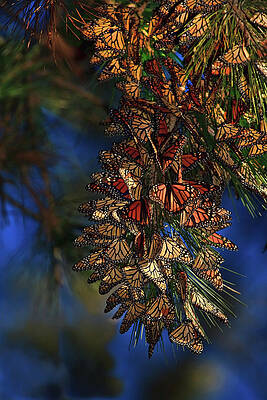 Monarch Butterflies Cluster Photograph