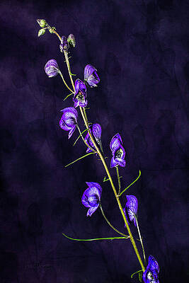 Photograph - Monkshood Version 2 by Fred Denner